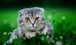 Scottish fold cat (fotografie): niektoré šťastie